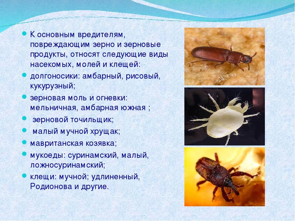 Сырный клещ: польза и вред насекомого, способы борьбы с паразитом и методы профилактики заражения