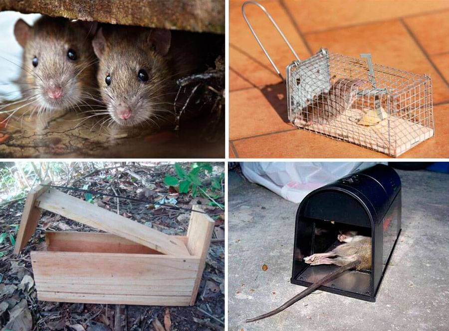 Как поймать крыс и мышей: ловушки и приманки для грызунов