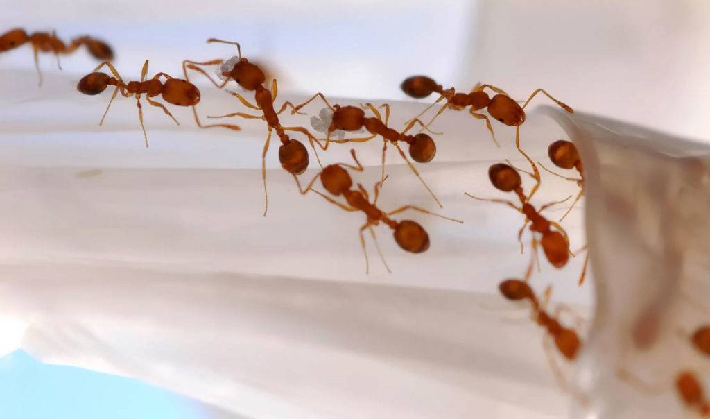 Красные муравьи в доме доме. как и чем с ними бороться? / как избавится от насекомых в квартире