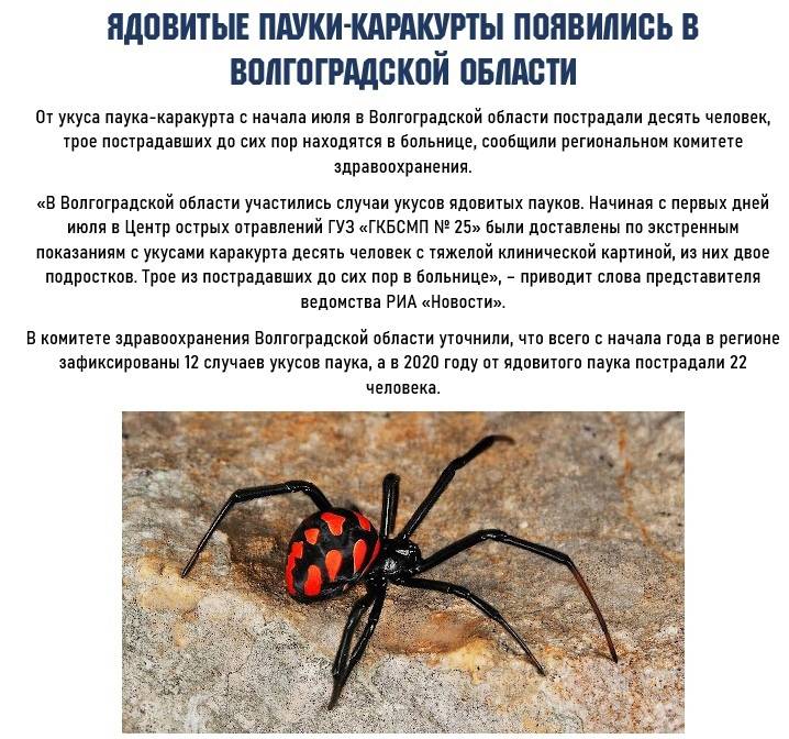 Самые опасные и ядовитые пауки в мире