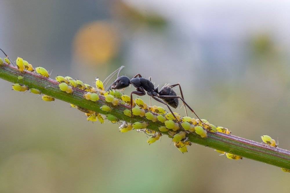 Борьба с тлей. методы борьбы с муравьями и тлей на дачном участке | огородники