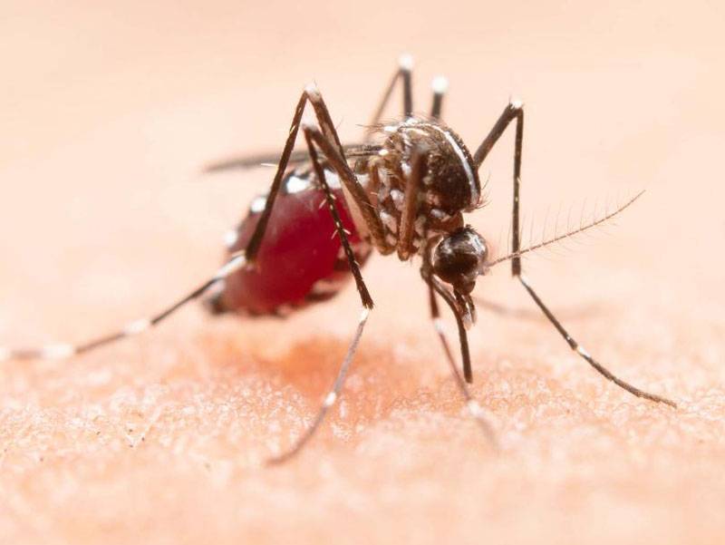 Ученые рассказали, какая группа крови больше всего привлекает комаров