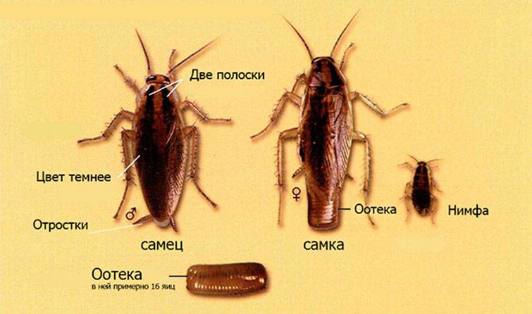 Как размножаются тараканы в квартире: фото яиц, беременного насекомого и личинок, жизненный цикл