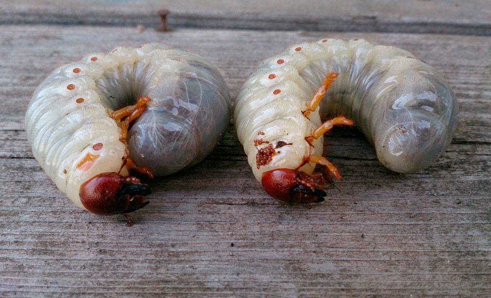 Как отличить личинки медведки и майского жука