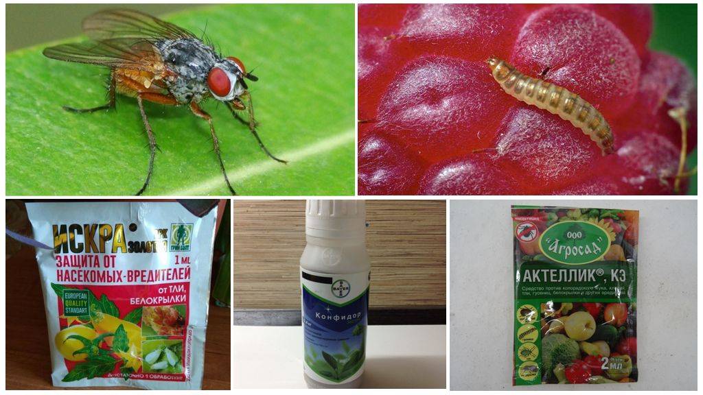 Малинная стеблевая муха: профилактика, борьба, препараты и народные средства