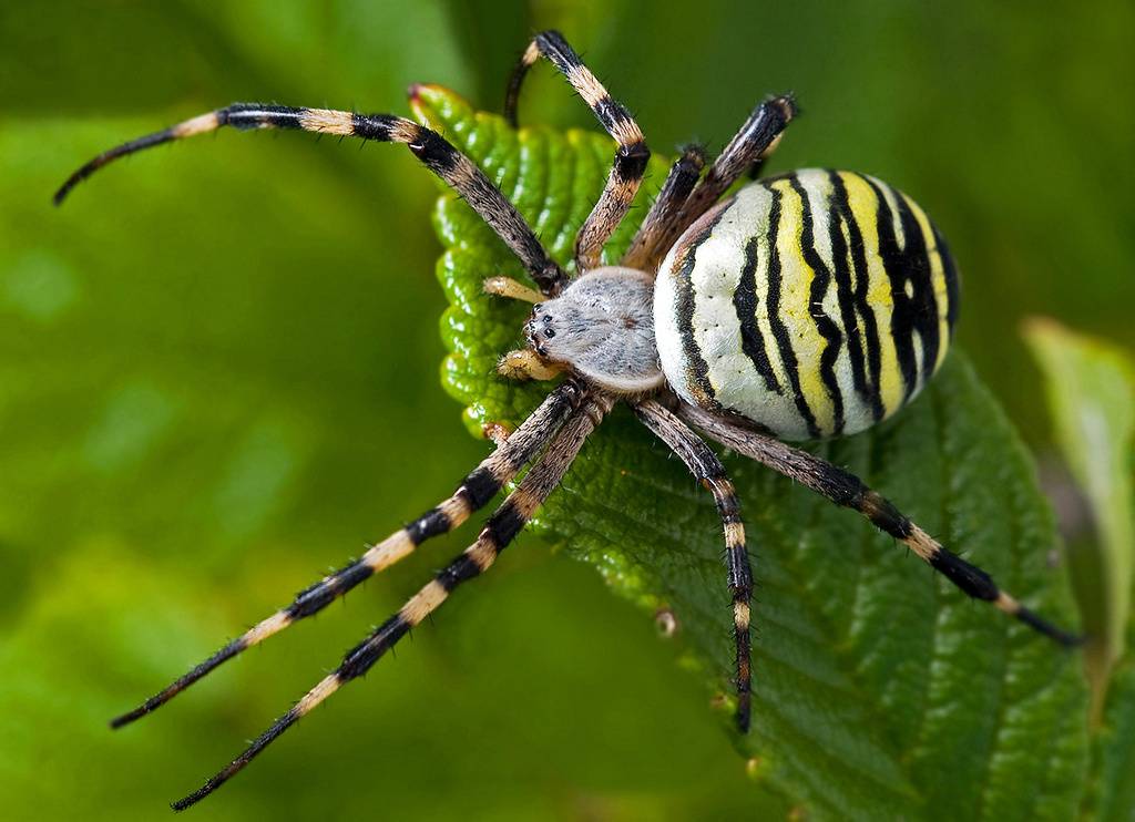 Аргиопа брюнниха (паук-оса, паук-зебра) - паукообразные животные, фото