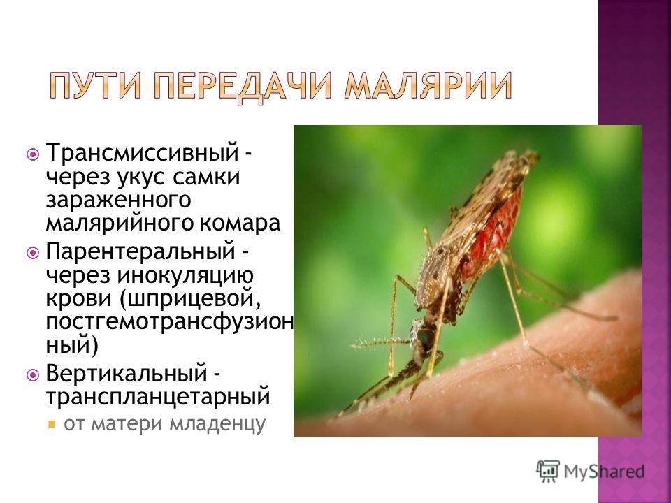 Возбудитель передается через укусы насекомых. Малярийный комар пути заражения. Пути заболевания малярийного комара. Пути заражения малярией. Малярия источник инфекции.