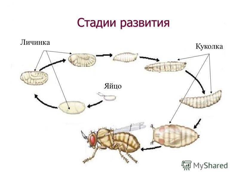 Личинки мух: где мухи откладывают яйца, как они выглядят и как называются