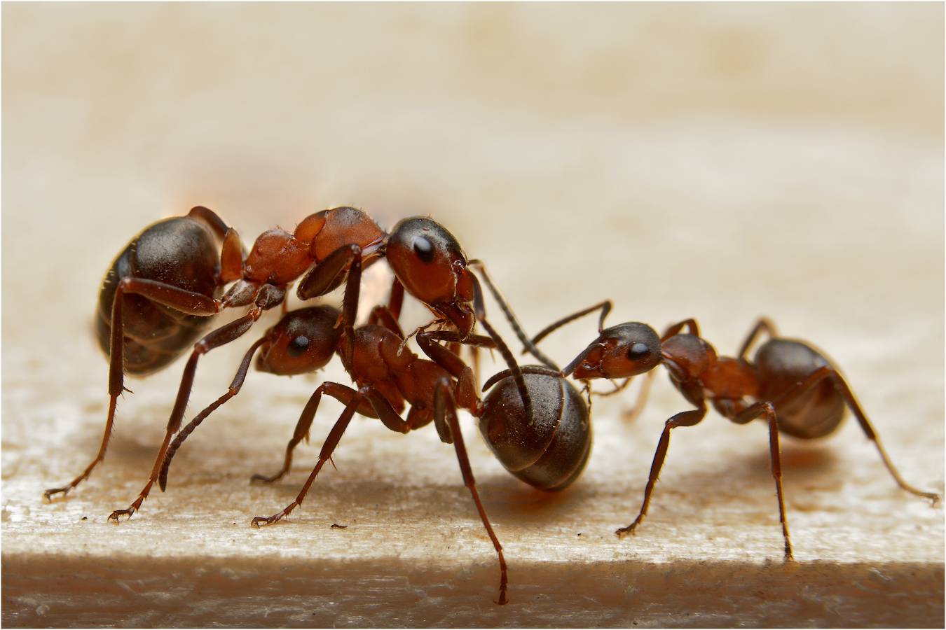 Сколько лапок у муравья и пауков?