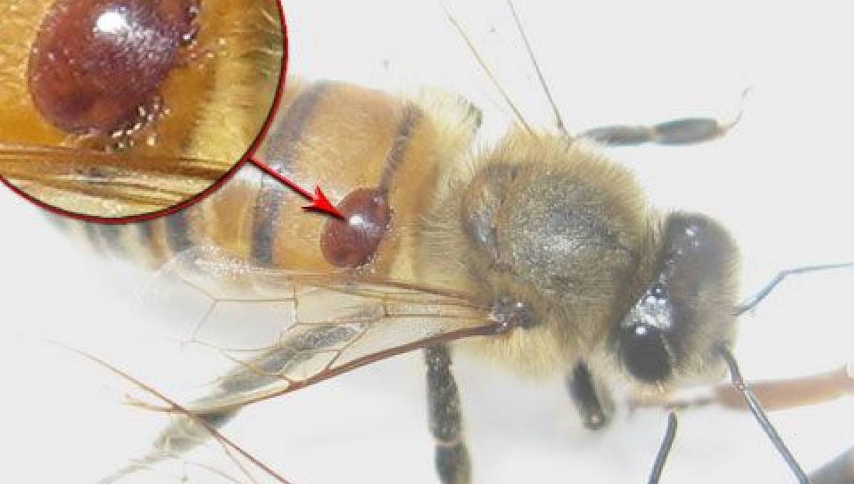Как выглядит клещ на пчеле фото