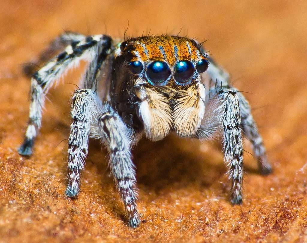 24 самых необычных паука в мире • всезнаешь.ру