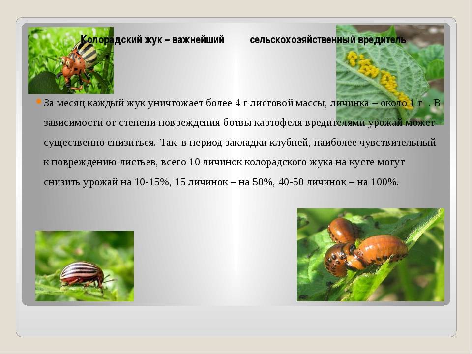 Как выглядит колорадский жук: описание, фото и особенности развития