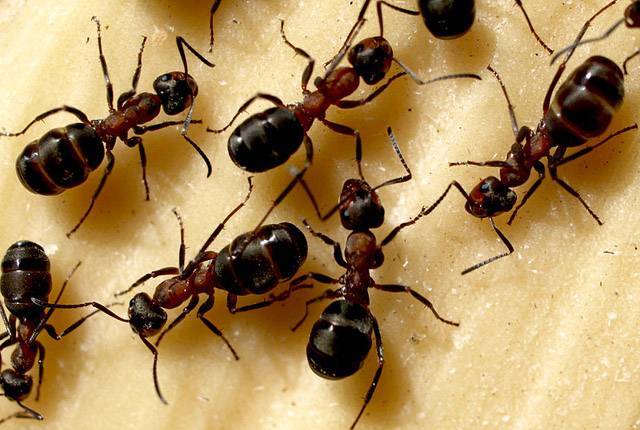 Как можно избавиться от черных муравьев в доме?