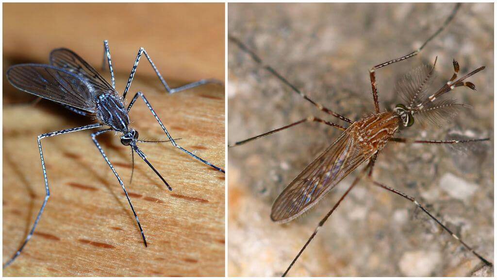 В россии может увеличиться количество малярийных комаров. с чем это связано?