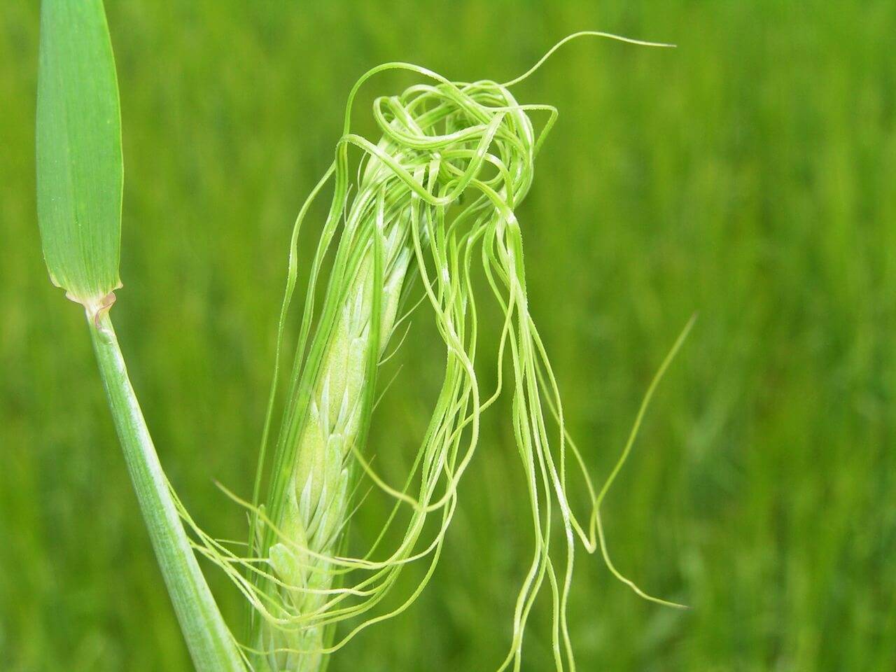 Пшеничный трипс – опасный враг пшеницы. трипс пшеничный: особенности развития и меры борьбы с вредителем инсектициды от трипса на озимой пшенице