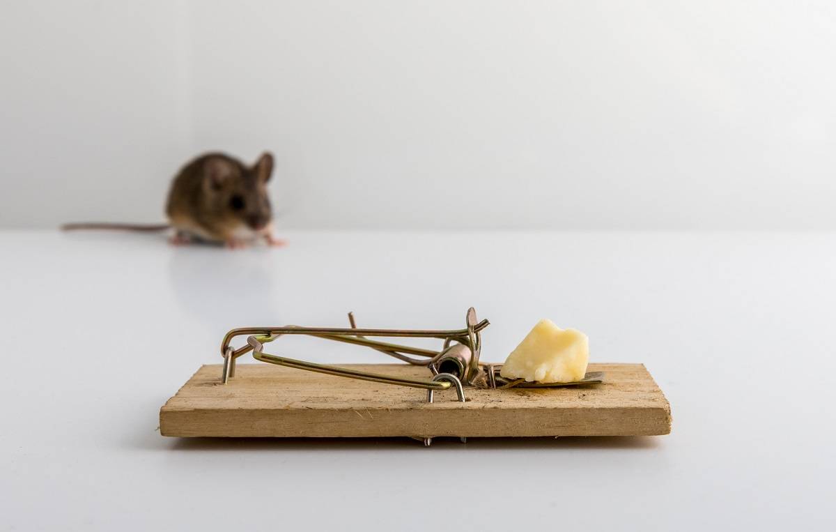 Best mouse traps that works for home, kitchen and garage – i remove pest