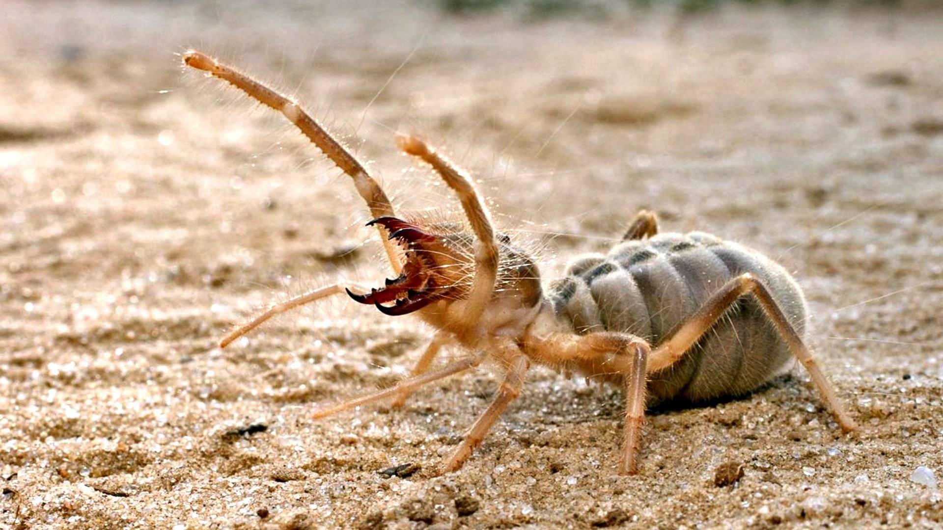 Фаланга насекомое фото и описание
