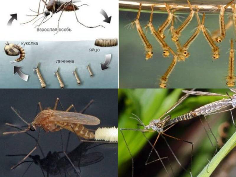Название и описание большых комаров с длинными ногами