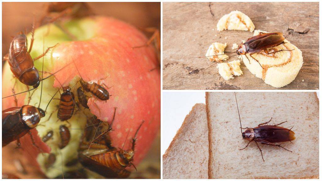 Тараканы: чем питаются, особенности ротового аппарата, что едят в квартире и сколько живут без еды