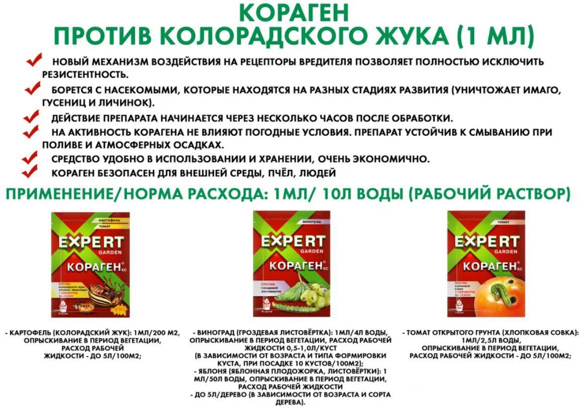 Как избавиться от колорадского жука на картошке: самые эффективные способы