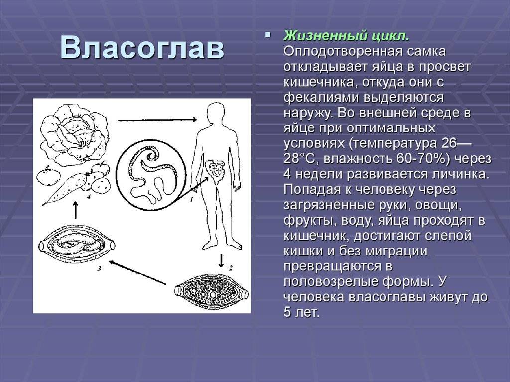 Власоглав человеческий - круглый червь-паразит, фото и размеры власоглава - симптомы и лечение власоглава