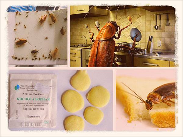 Народные средства от тараканов: приманки, рецепты и ловушки своими руками в домашних условиях