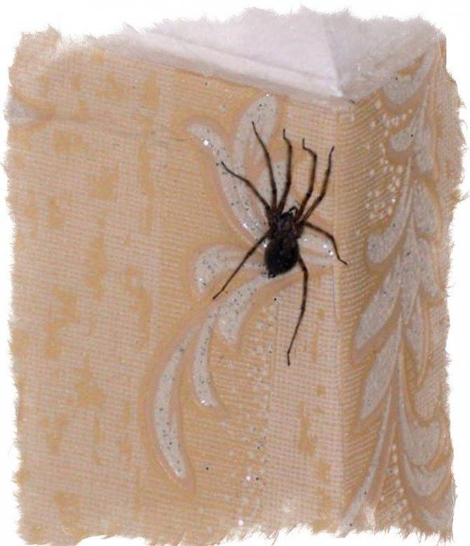 Откуда и почему в квартире или доме много пауков