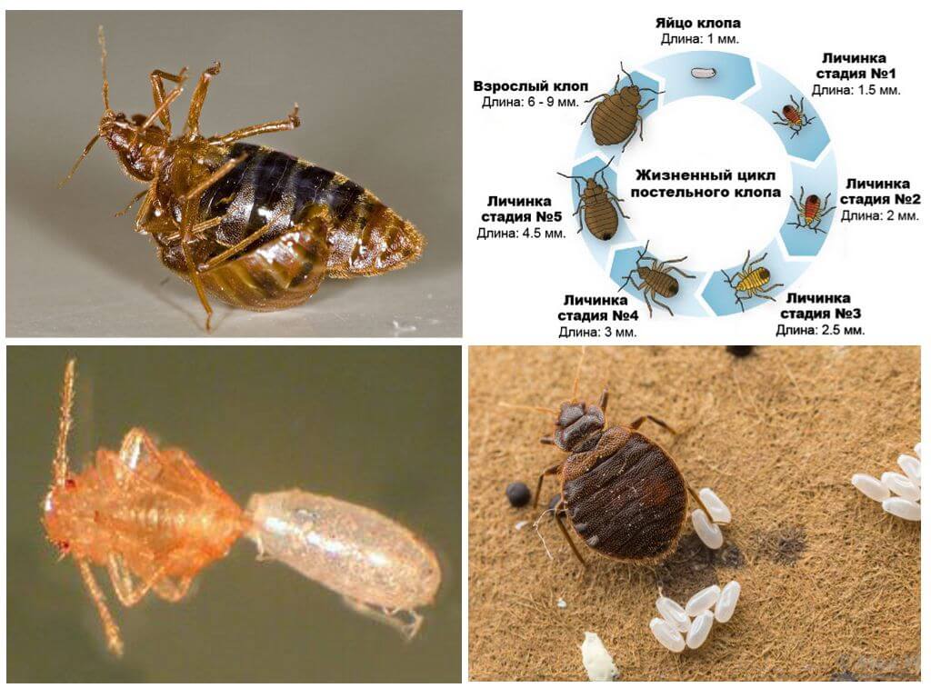 Размер клопа постельного в мм фото Стадии развития постельного клопа фото - DelaDom.ru