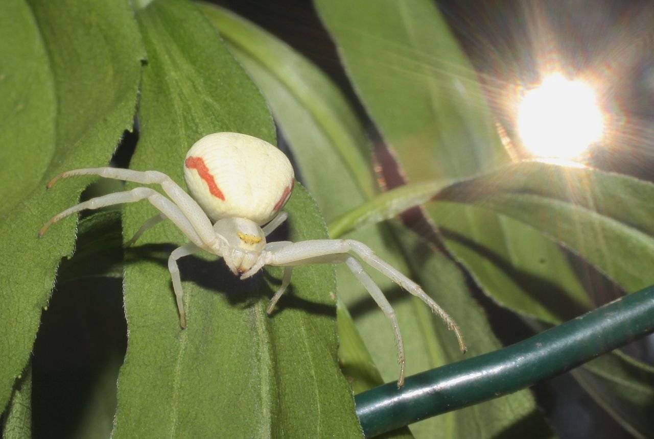 Самые удивительные пауки австралии