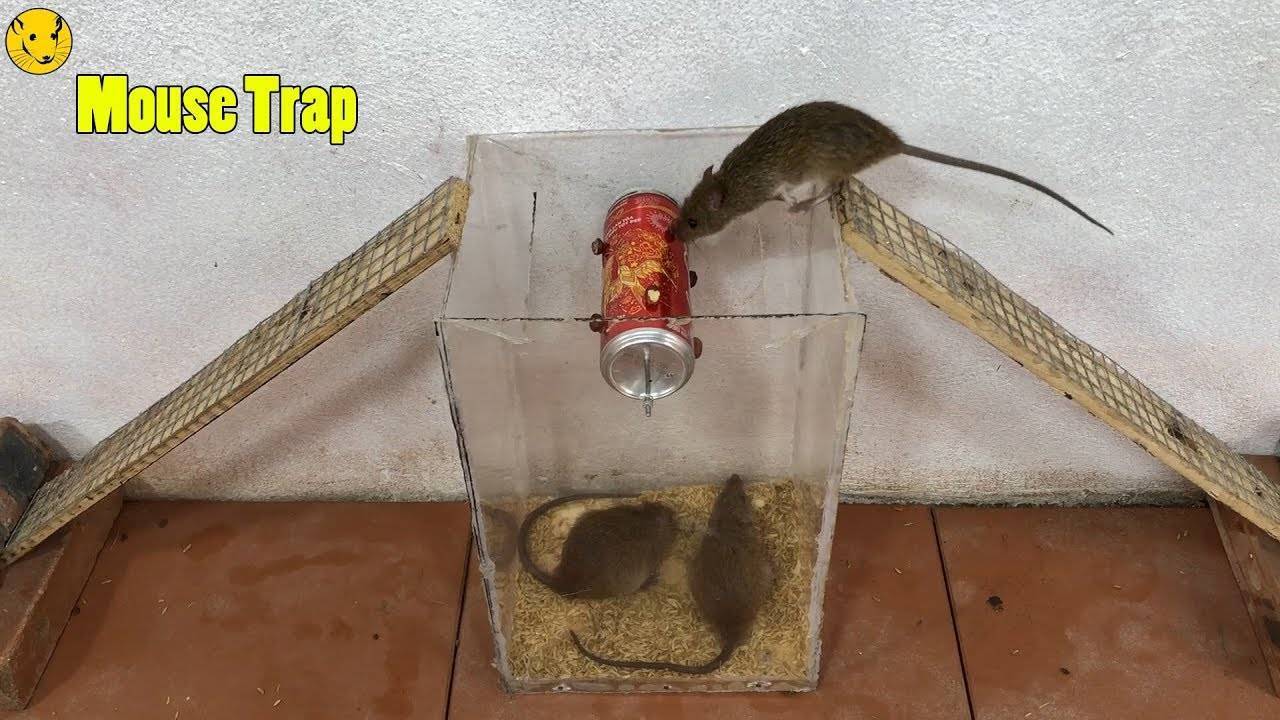 Как сделать ловушку для мышей своими руками?