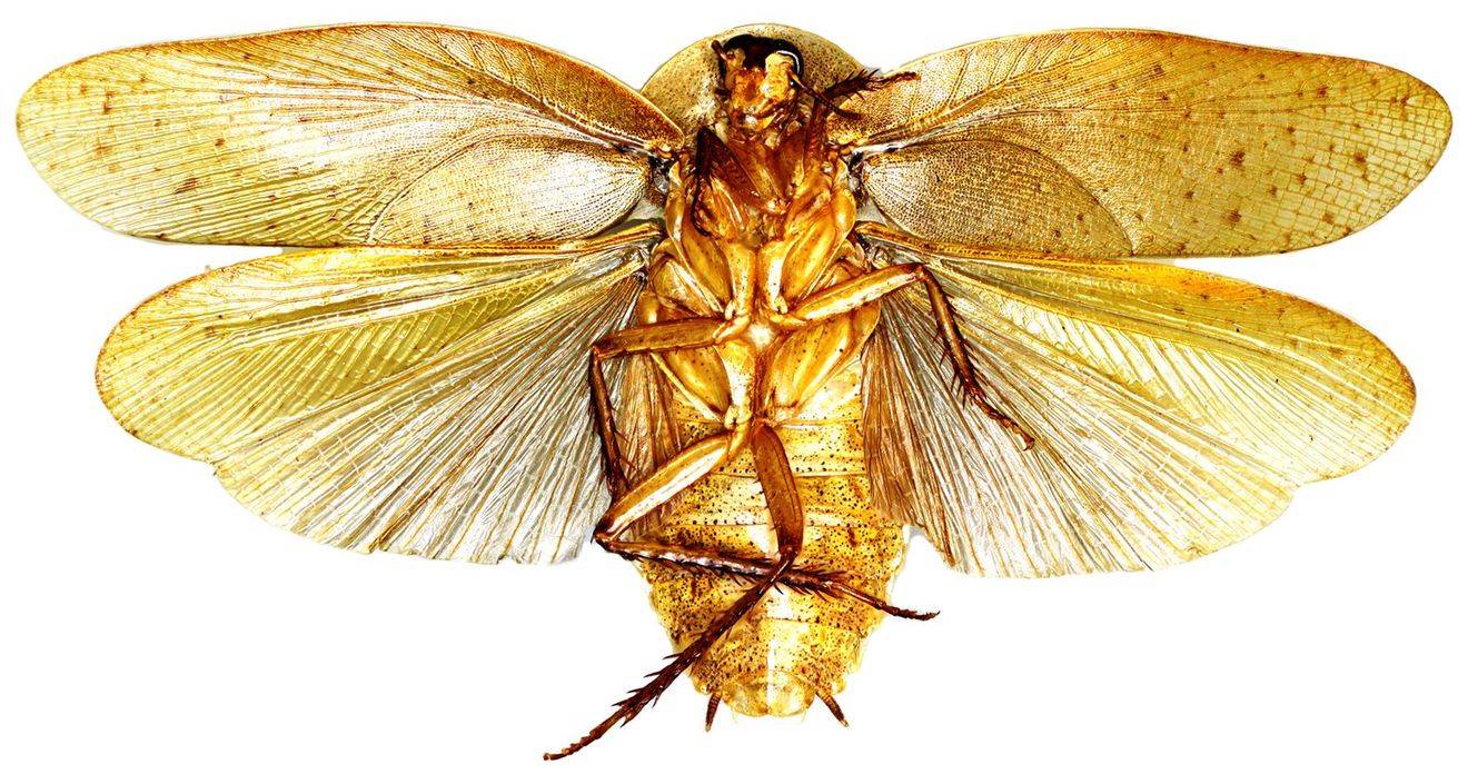 Летающие тараканы — правда или миф: есть ли у них крылья, умеют ли они летать