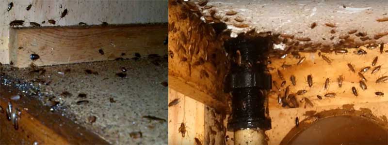 От чего в квартирах появляются тараканы: основные причины и условия
