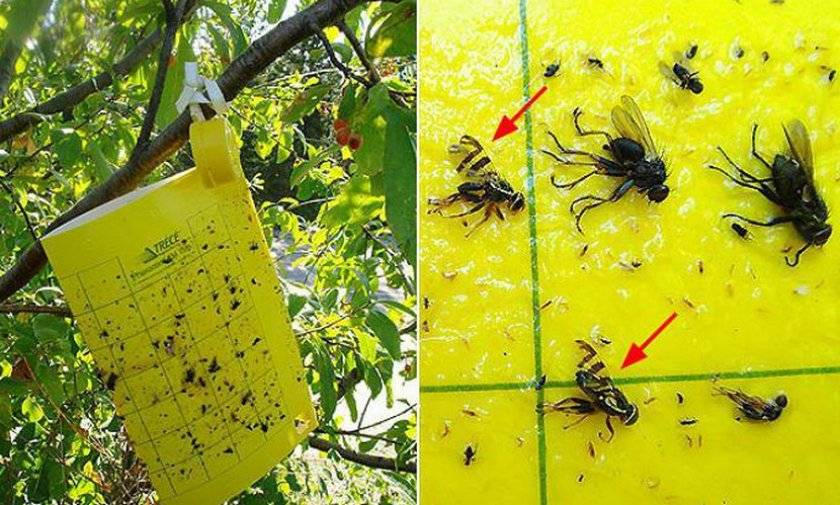 Вишневая муха методы борьбы - чем обработать черешню и вишню от вишневой мухи: инсектициды, народные средства, ловушки