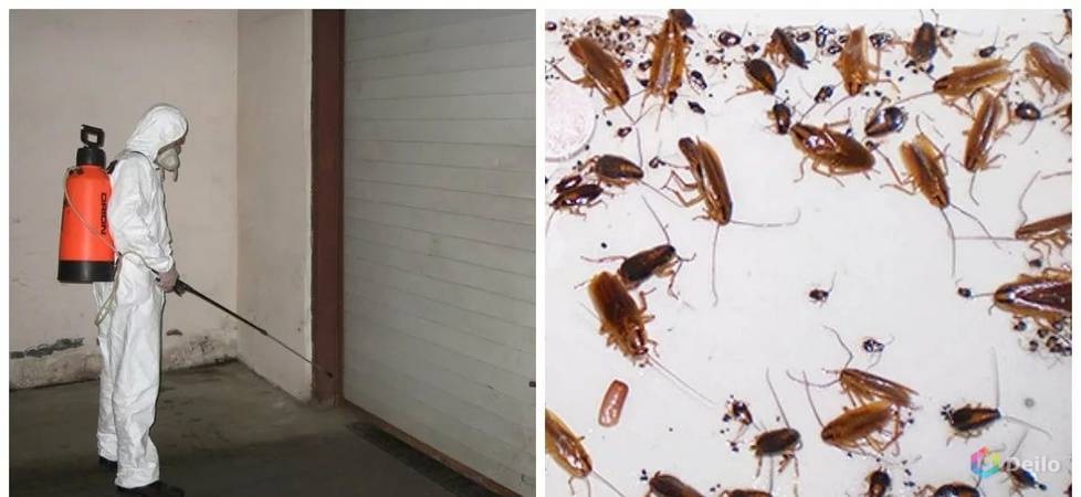 Как быстро избавиться от тараканов в квартире. как уничтожить тараканов в квартире навсегда