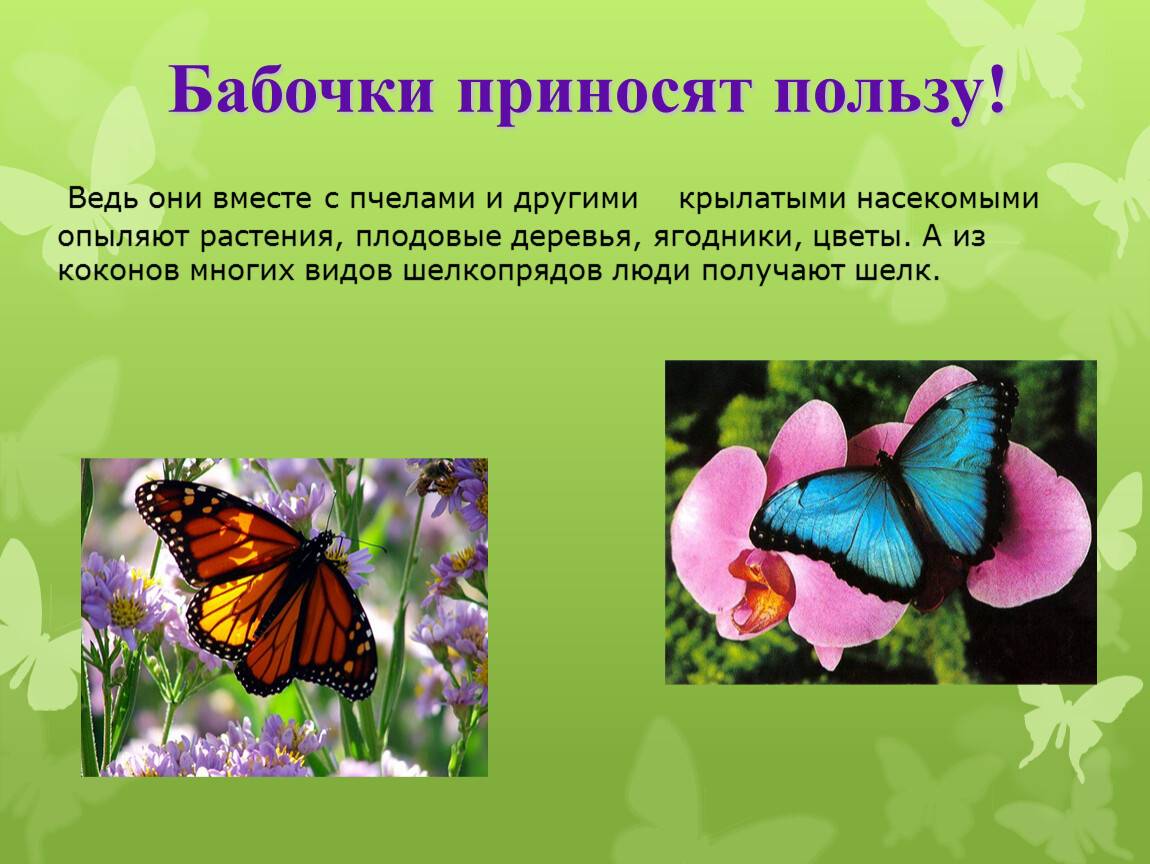 Бабочка совка: описание, меры борьбы, как избавиться от вредителя