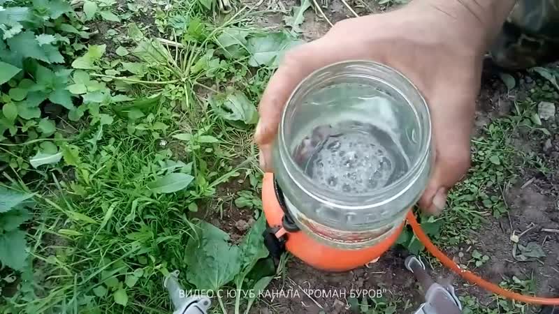 Нашатырный спирт: как избавиться от муравьев на даче