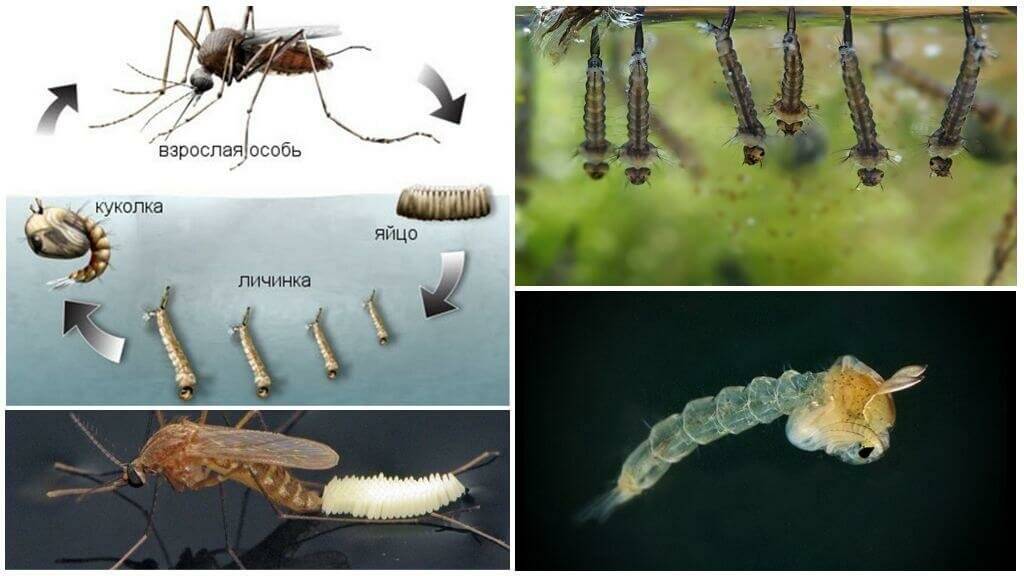 Личинка комара (куколка): развитие, чем питается, как выглядит, обитание