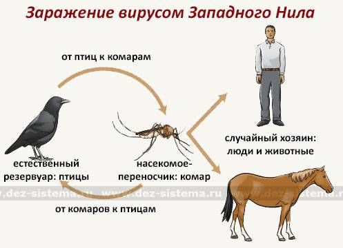 Будьте осторожны!  комары – переносчики лихорадки западного нила! — краснолучское сельское поселение