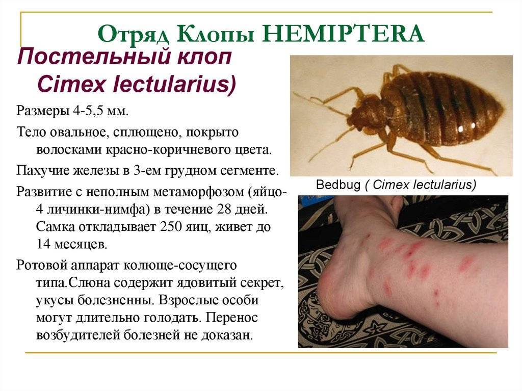 Бельевые клещи: фото и основные характеристики, признаки укусов и способы избавления от насекомых