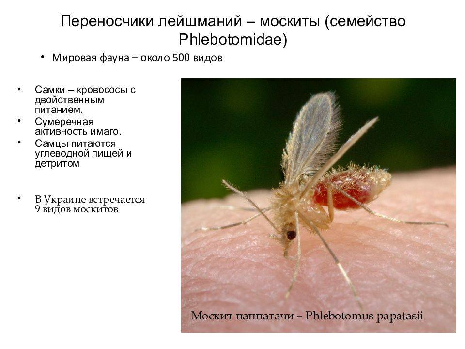 Кровососущие насекомые: комары, мошки, слепни, мокрецы - insecta