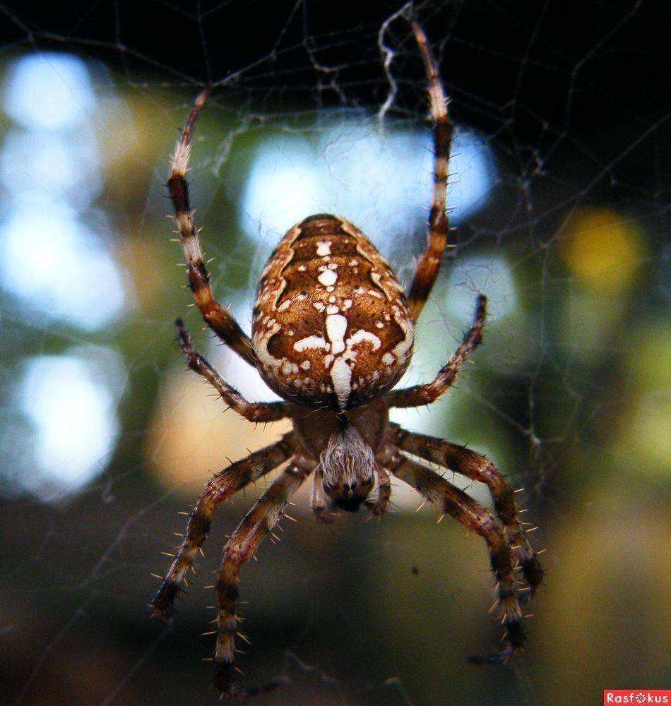 Фото виды пауков в россии