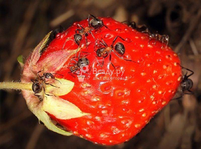 Эффективные методы, как избавиться от ос на малине и спасти ягоды от насекомых-«сладкоежек»