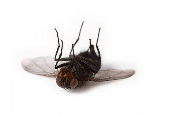 Как убить муху