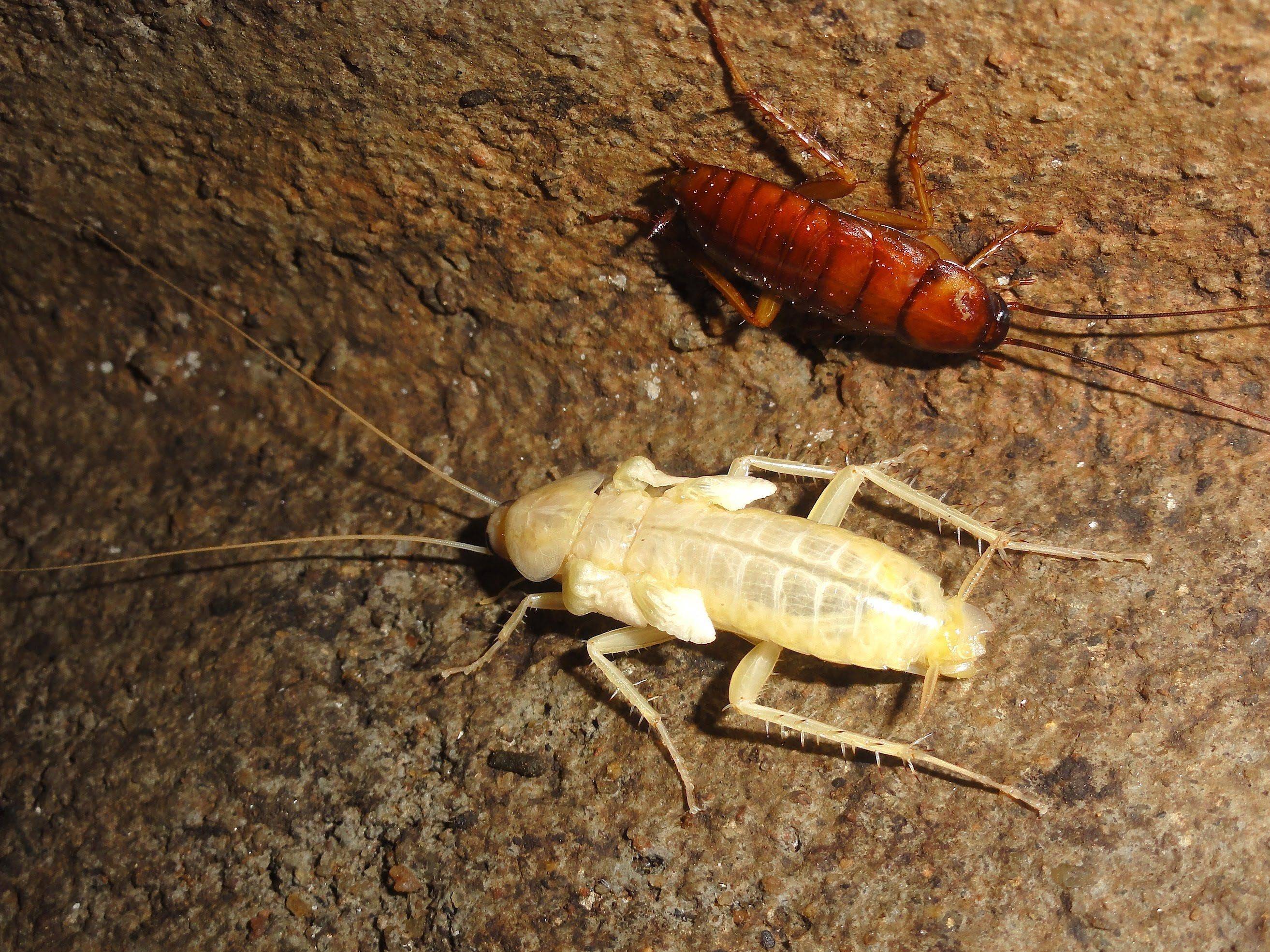Почему некоторые тараканы белые, откуда они берутся в доме?
