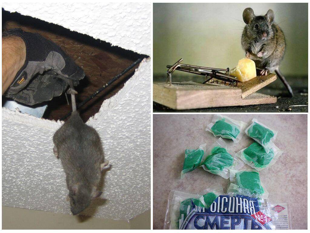 Как избавиться от мышей в частном доме