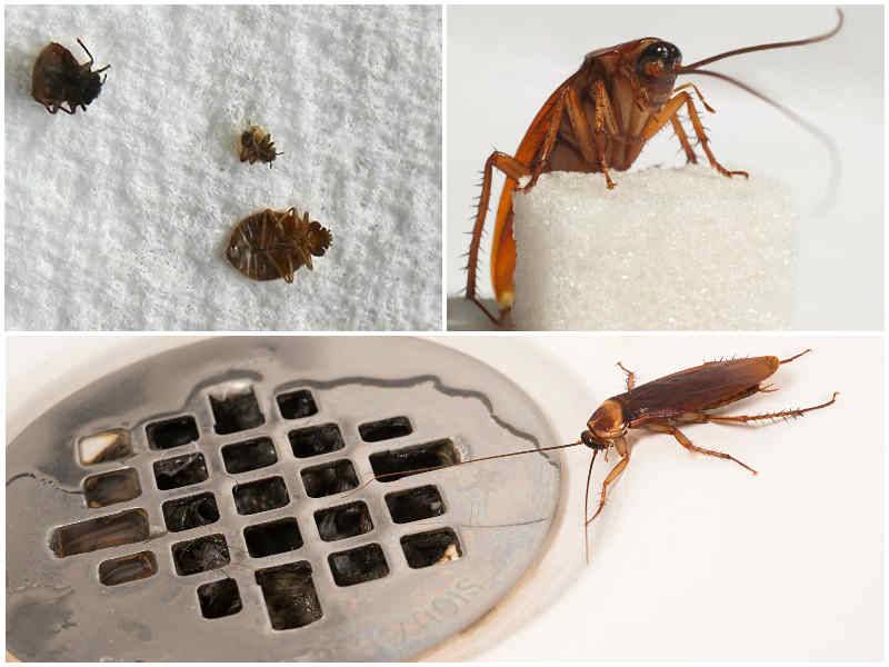 Откуда берутся тараканы в квартире: причины появления и пути проникновения