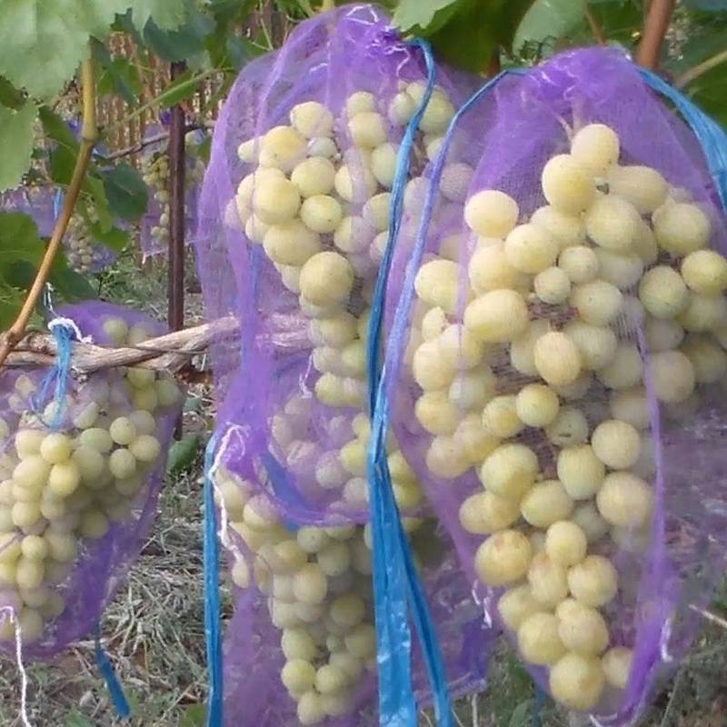 Как уберечь виноград от ос: варианты защиты и методы борьбы