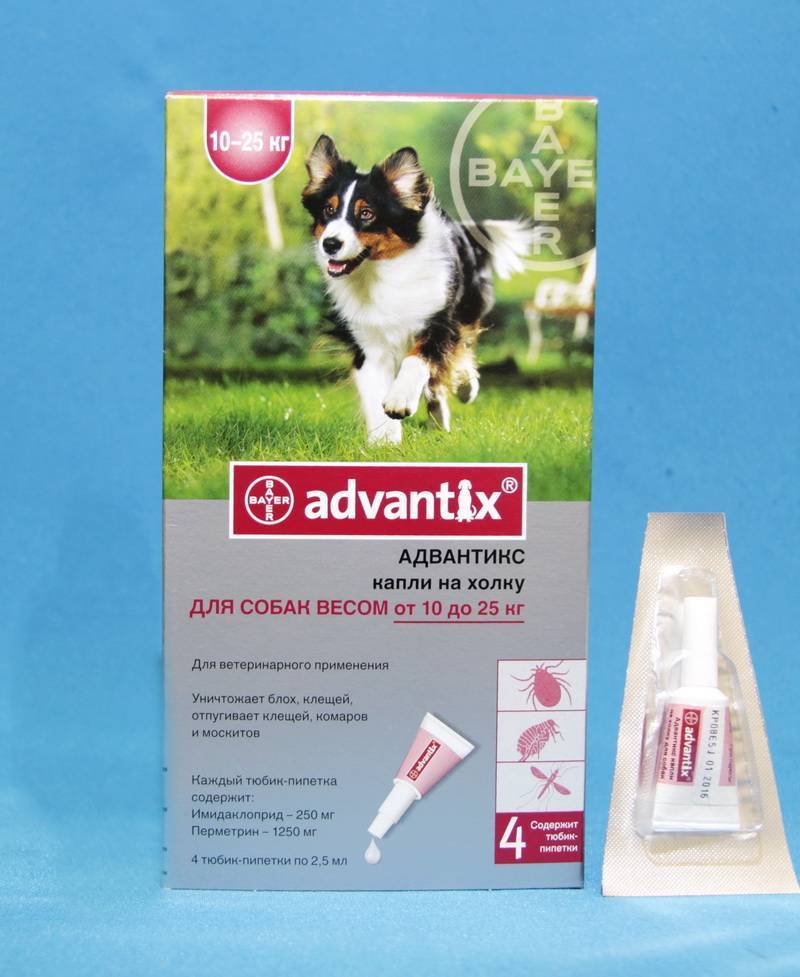 Адвантикс для собак: инструкция по применению и отзывы | все о собаках