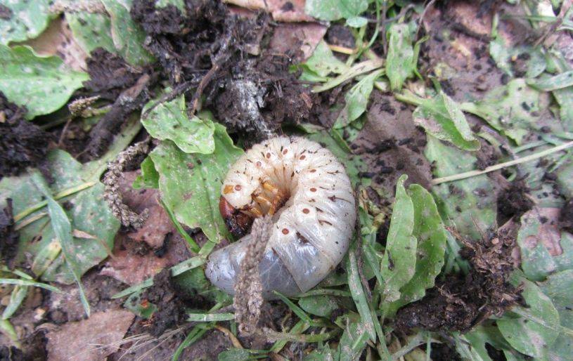 Как бороться с личинками майского жука: как избавиться от хруща на клубнике русский фермер