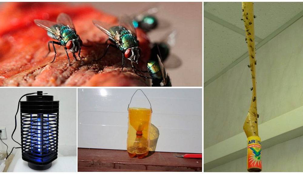 Как избавиться от мух быстро в домашних условиях – борьба в квартире, доме, на даче
